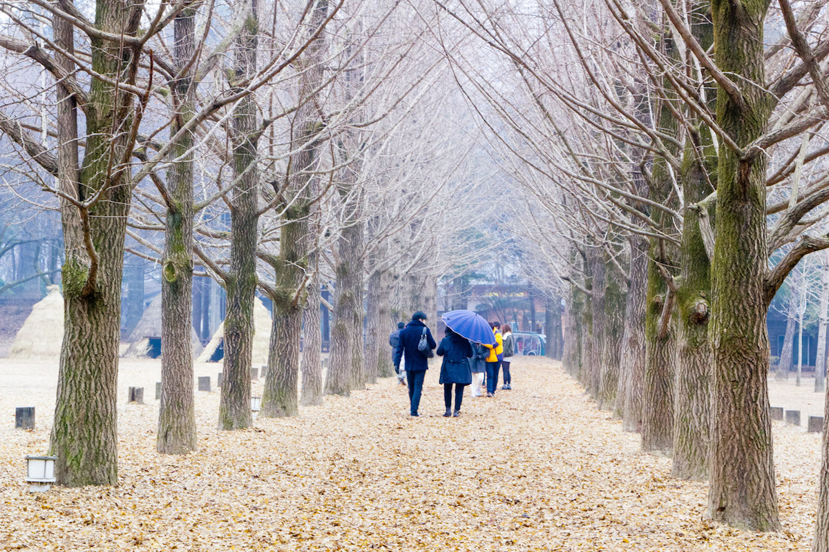 Nami Island - WanderGeneration